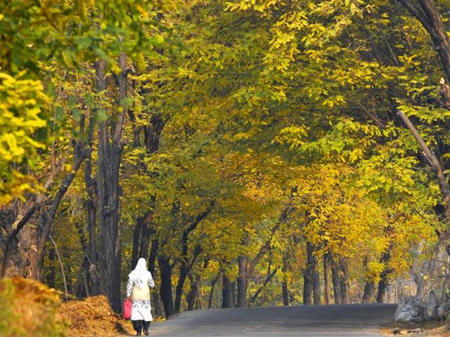 A canopy of dying leaves hangs over the road leading to Kashmir University in Srinagar, where the glorious colours of autumn is in full display. (Waseem Andrabi /HT Photo)