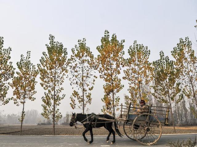 A lone horse cart in the outskirts of Srinagar in Kashmir. The situation in the state, hit by unrest since the killing of Hizbul Mujahideen militant Burhan Wani, continues to be fragile over four months on. (Waseem Andrabi /HT Photo)