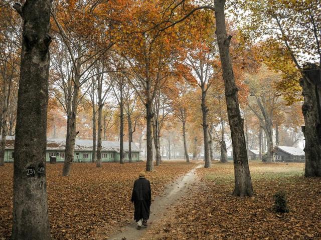 The fallen leaves indicate an autumn approaching its end in Srinagar where locals still find it hard to accept how desolate it has become. IANS quotes a resident Abdul Gani as saying, “It is extremely difficult for non-locals to believe how any place in today’s world can remain closed for such a long time. But as locals we have learnt to accept every tragedy and misery as part of our destiny.” (Waseem Andrabi /HT Photo)