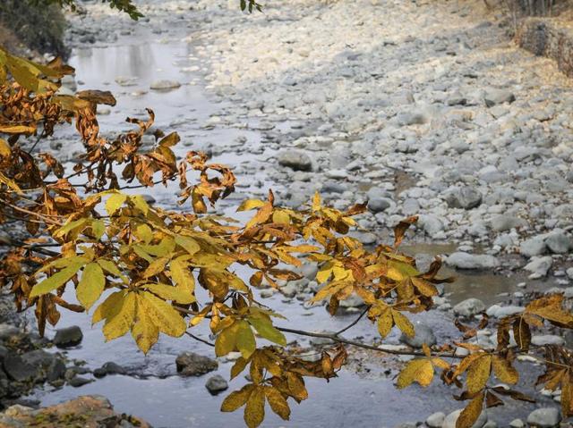 Mountain streams, fruit orchards and perfect weather heralds autumn, a season that sees tourists rushing in from across the country. But this time it wasn’t so. (Waseem Andrabi /HT Photo)