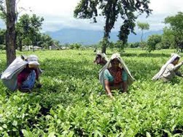 Under the system introduced ,tea gardens will first have to apply to the District Magistrate furnishing the details of the amount of money required. Then they will have to deposit the amount by cheque or electronic transfer to a designated account of the District Collectorate. The DM will then withdraw the amount in cash and return it to the tea gardens which will then be disbursed as wages. (HT Photo) Under the system introduced ,tea gardens will first have to apply to the District Magistrate furnishing the details of the amount of money required. Then they will have to deposit the amount by cheque or electronic transfer to a designated account of the District Collectorate. The DM will then withdraw the amount in cash and return it to the tea gardens which will then be disbursed as wages. (HT Photo)