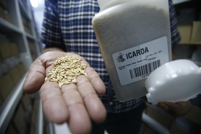 Ahmed Amri, head of ICARDA's Genetic Resources Unit, displays seed samples in the Rabat seed bank. (AP Photo) Ahmed Amri, head of ICARDA's Genetic Resources Unit, displays seed samples in the Rabat seed bank. (AP Photo)