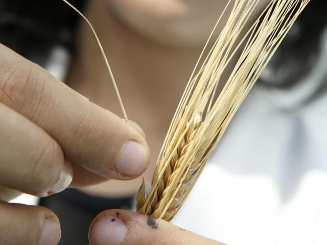 Houda Haidar prepares barley seeds for planting in the nursery in the Rabat seed bank, Morocco. (AP Photo) Houda Haidar prepares barley seeds for planting in the nursery in the Rabat seed bank, Morocco. (AP Photo)