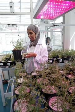 Fatima Ezzahra Kibou carries a jar of lentils planted at the nursery of the seed bank. (AP Photo) Fatima Ezzahra Kibou carries a jar of lentils planted at the nursery of the seed bank. (AP Photo)