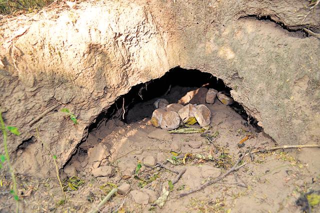 Spent eggs of the Rock python that look like rocks, lying in the burrow behind Sukhna lake (Vikram Jit Singh) Spent eggs of the Rock python that look like rocks, lying in the burrow behind Sukhna lake (Vikram Jit Singh)
