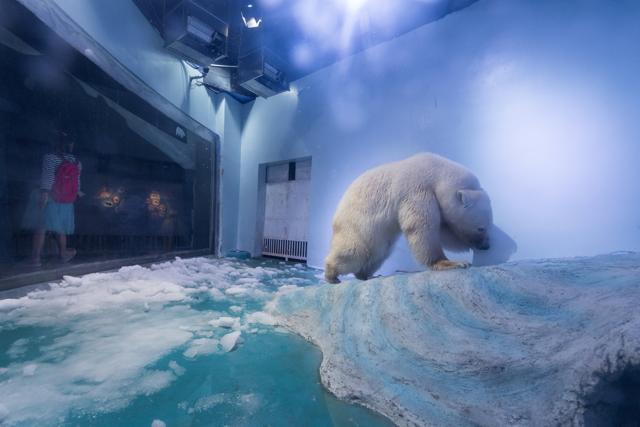 The footage showed the bear was in poor physical and mental condition. (Reuters File Photo) The footage showed the bear was in poor physical and mental condition. (Reuters File Photo)