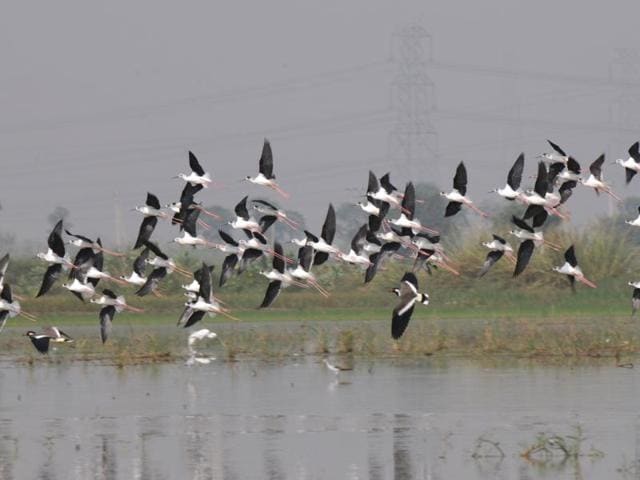 The national park was shut down on November 5 after bird flu scare in nearby Hisar. (HT File) The national park was shut down on November 5 after bird flu scare in nearby Hisar. (HT File)