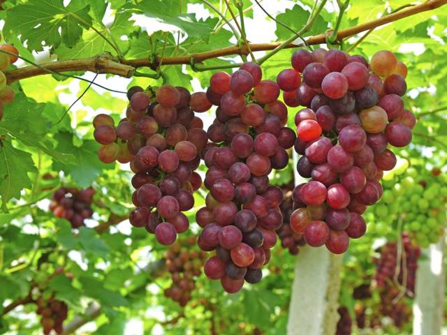 The unprecedented chill spreading across the state too early this season is fast destroying the hope of one section of farmers in Nashik—the grape growers.(iStock photo)