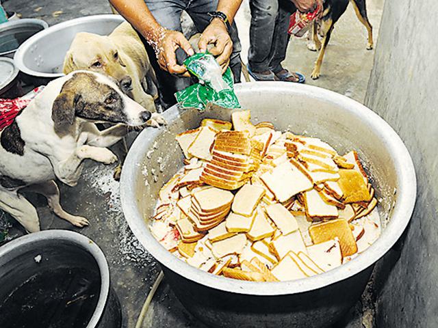 Animals become cranky and aggressive if they are left hungry for long, say caretakers at shelter houses. (Burhaan Kinu/HT PHOTO) Animals become cranky and aggressive if they are left hungry for long, say caretakers at shelter houses. (Burhaan Kinu/HT PHOTO)