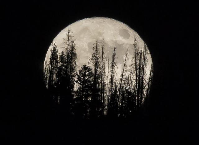 Evergreen trees silhouetted on the mountain top as a supermoon rises over over the Dark Sky Community of Summit Sky Ranch in Silverthorne, Colorado. (Jack Dempsey/AP) Evergreen trees silhouetted on the mountain top as a supermoon rises over over the Dark Sky Community of Summit Sky Ranch in Silverthorne, Colorado. (Jack Dempsey/AP)