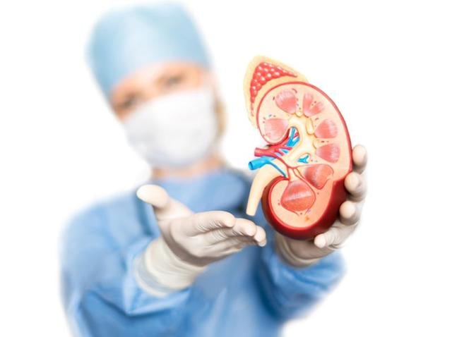 The kidneys filter waste from the blood and help regulate blood pressure, electrolyte balance and red blood cell production. (Shutterstock) The kidneys filter waste from the blood and help regulate blood pressure, electrolyte balance and red blood cell production. (Shutterstock)