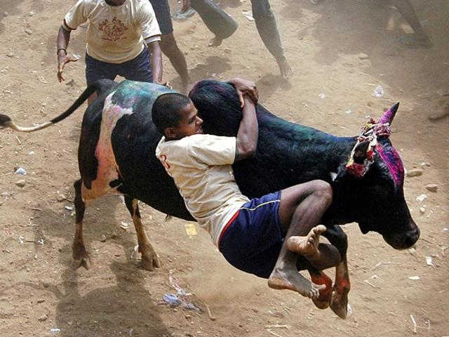 In this 2007 photo, participants tackle a bull during the annual Jallikattu festival in Palemedu, about 25 kilometers (16 miles) from the temple town of Madurai.(AP)