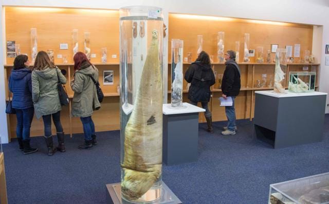 Visitors watch the exhibition at the Icelandic Phallological Museum in Reykjavik. (AFP Photo) Visitors watch the exhibition at the Icelandic Phallological Museum in Reykjavik. (AFP Photo)