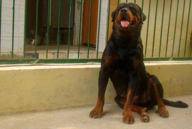 Tiger, a five-year-old Rottweiler.