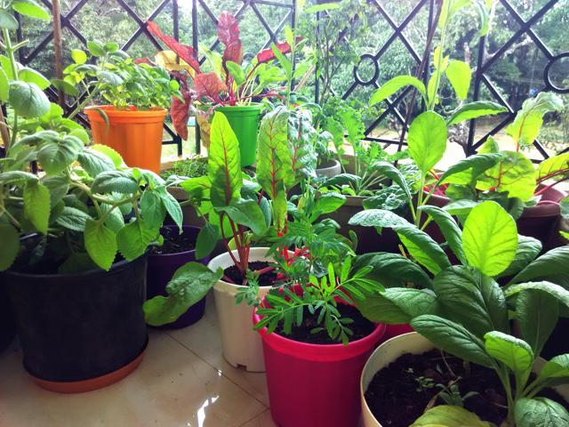 Learn the secrets to gardening Learn the secrets to gardening