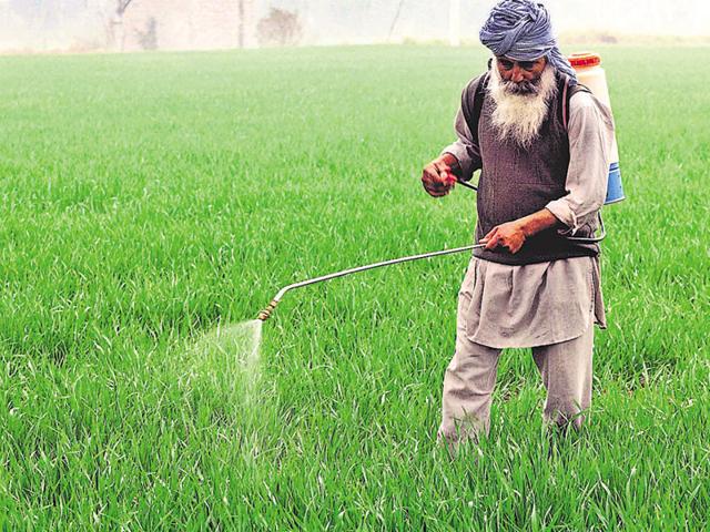 A farmer gives treatment to his paddy crop at village devigarh in Patiala. (HT File Photo) A farmer gives treatment to his paddy crop at village devigarh in Patiala. (HT File Photo)