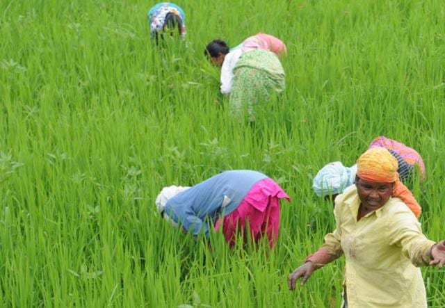 The Centre’s demonetisation move severely hits farmers in Jharkhand.(Diwakar Prasad/ HT Photo)