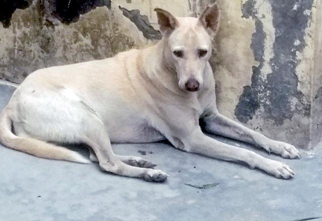 A gorgeous Indie in Noida.