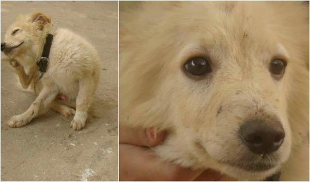 Five-month-old Spitz mix Goldie.