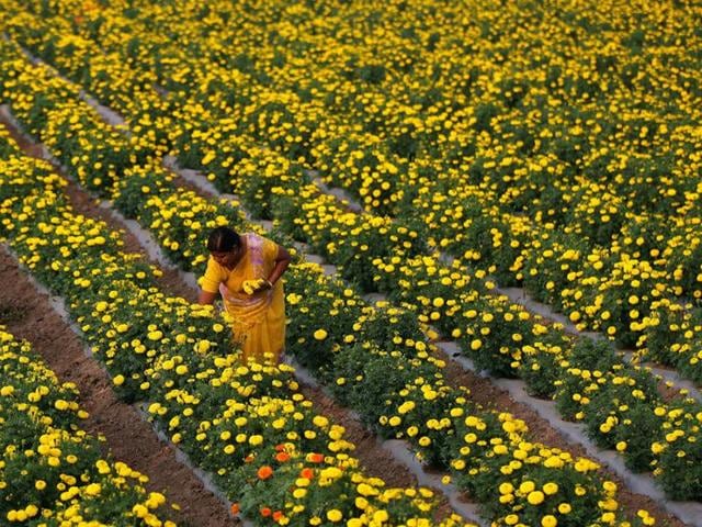 A farmer plucks marigold flowers from a field in Manchar village in Maharashtra. Government’s demonetisation move has hurt rural women particularly hard, as most of them are outside the banking system, activists said.(Reuters Photo)