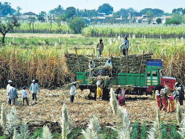 The UP government changed the cane floor price from Rs 208 per 100 kg to Rs 305 per 100 kg. (HT file photo) The UP government changed the cane floor price from Rs 208 per 100 kg to Rs 305 per 100 kg. (HT file photo)