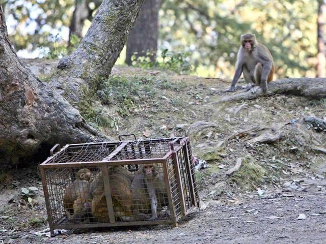 The wildlife wing of Himachal had last month sought the help of Arunachal Pradesh, Manipur and Nagaland to ease the problem the 2.07 lakh monkeys pose to its residents and farmlands. (Ilustration by Daljeet Kaur Sandhu) The wildlife wing of Himachal had last month sought the help of Arunachal Pradesh, Manipur and Nagaland to ease the problem the 2.07 lakh monkeys pose to its residents and farmlands. (Ilustration by Daljeet Kaur Sandhu)