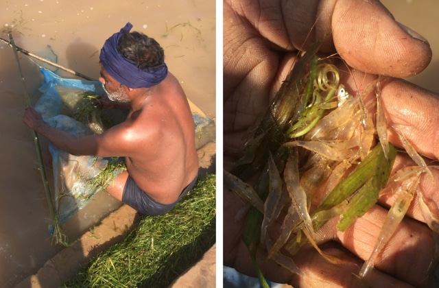 Rambilas emerges from the water to sift through his net; (right) the translucent prawns recovered by fisheries department officials from Rambilas’ net. The prawns were released back into the water by officials. (Photo: Vikram Jit Singh)