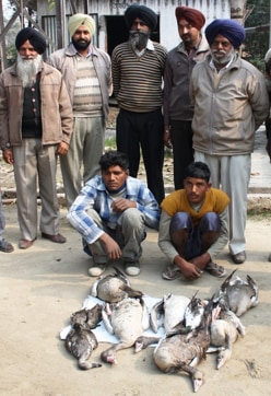 Migratory Greylag geese and other ducks poisoned at Harike wildlife sanctuary. The two poachers are sitting in the front of the poisoned birds. (Photo: Mohd Shah Nawaz Khan/WWF India)