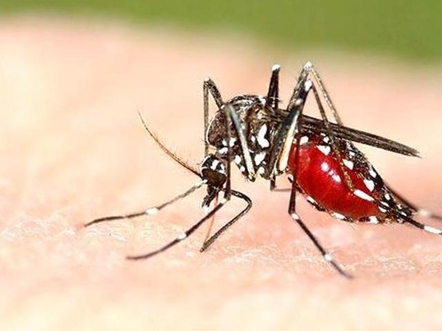 Dengue and chikungunya are transmitted by Aedes aegypti mosquito and symptoms of dengue patients co-infected with chikungunya are severe compared to those suffering from dengue.(Representational photo) Dengue and chikungunya are transmitted by Aedes aegypti mosquito and symptoms of dengue patients co-infected with chikungunya are severe compared to those suffering from dengue.(Representational photo)