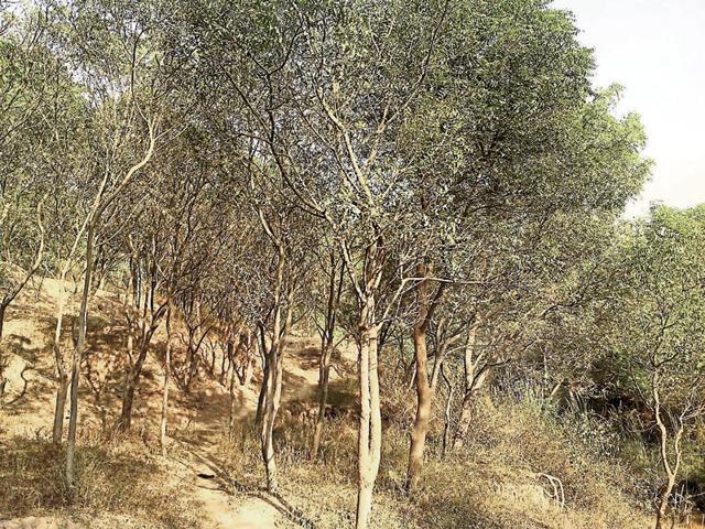 Forest cover along the banks of Sutlej-Yamuna Link canal in Fatehgarh Sahib. (HT Photo) Forest cover along the banks of Sutlej-Yamuna Link canal in Fatehgarh Sahib. (HT Photo)