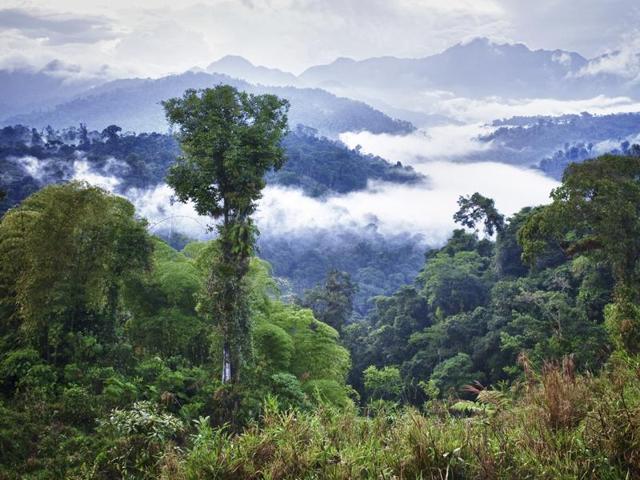 Cloud forests, also called fog or mossy forests, are generally tropical or subtropical, evergreen forests, which have persistent cloud cover. Ecuador is one of many countries to be blessed with such forests. (AFP) Cloud forests, also called fog or mossy forests, are generally tropical or subtropical, evergreen forests, which have persistent cloud cover. Ecuador is one of many countries to be blessed with such forests. (AFP)