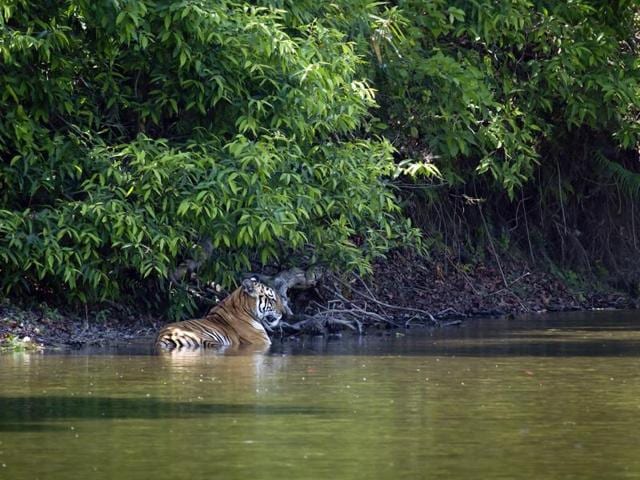 The national parks in central India, Kanha, Panna, Bandhavgarh and Pench, are a haven for nature lovers. (AFP) The national parks in central India, Kanha, Panna, Bandhavgarh and Pench, are a haven for nature lovers. (AFP)