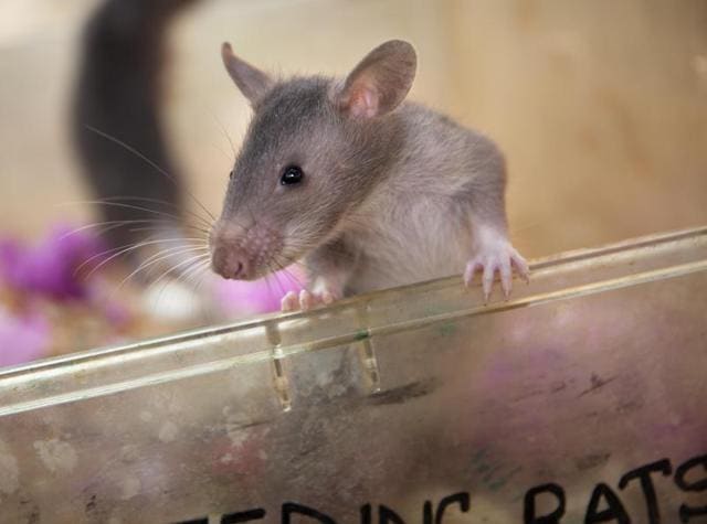 Infant rats are photographed, in Morogoro, Tanzania, ahead of training to detect trafficked pangolin parts and smuggled hardwood timber. (AP) Infant rats are photographed, in Morogoro, Tanzania, ahead of training to detect trafficked pangolin parts and smuggled hardwood timber. (AP)