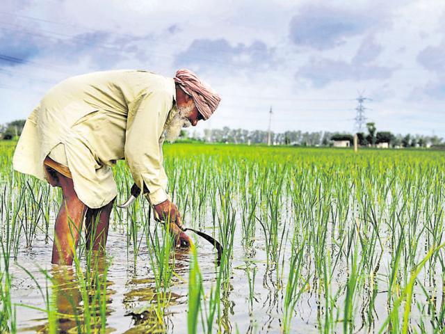A farmer sprinkles fertilisers on a rice crop on the outskirts of Amritsar.(AP File)