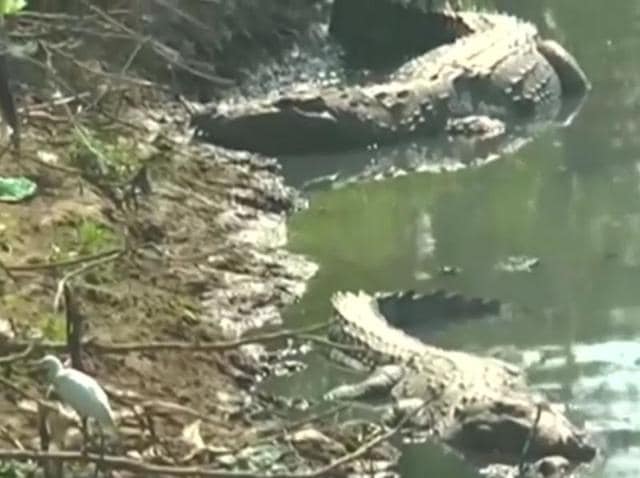 Watch | Crocs in the city river thrills Vadodara locals | Hindustan Times