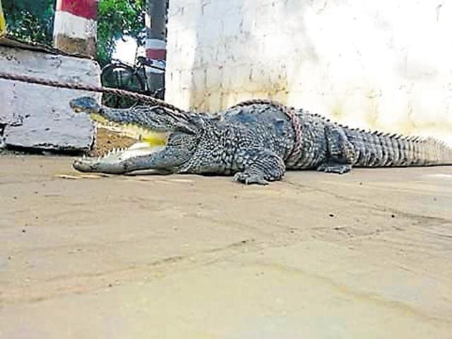 Residents tied up the crocodile with wooden logs and ropes. (HT photo) Residents tied up the crocodile with wooden logs and ropes. (HT photo)