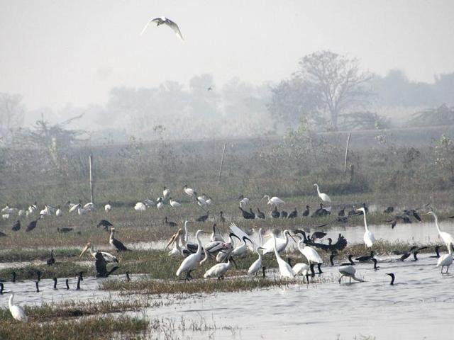 As winters close in, migratory birds flock Haryana | Latest News India