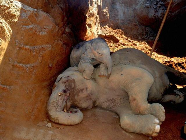 An injured elephant and its calf after they accidentally fell into a pit dug for construction of Patanjali Foods and Herbal Park at Balipara in Sonitpur district on Thursday. (PTI Photo) An injured elephant and its calf after they accidentally fell into a pit dug for construction of Patanjali Foods and Herbal Park at Balipara in Sonitpur district on Thursday. (PTI Photo)