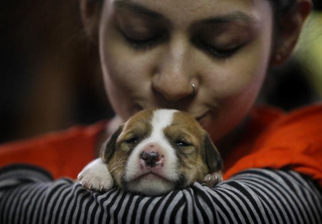 Experts say that evidence is mounting that dogs have episodic memories, and it makes sense because they are social animals. (Kalpak Pathak /HT Photo)