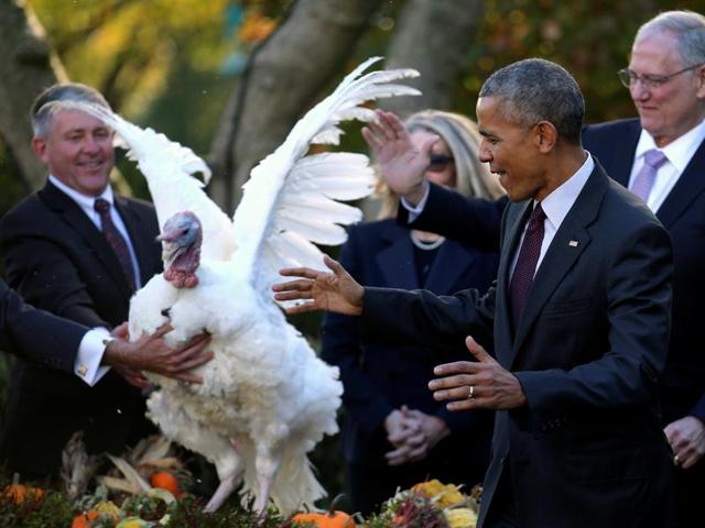Barack Obama pardons the National Thanksgiving Turkey, Tot, Wednesday, Nov. 23, 2016, during a ceremony in the Rose Garden of the White House in Washington. (AP Photo) Barack Obama pardons the National Thanksgiving Turkey, Tot, Wednesday, Nov. 23, 2016, during a ceremony in the Rose Garden of the White House in Washington. (AP Photo)