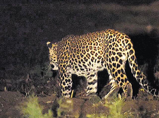 It was on Monday that the leopard was first spotted from a distance of around 10feet, and its presence was captured on camera, the first time ever in Delhi, according to scientists. It was on Monday that the leopard was first spotted from a distance of around 10feet, and its presence was captured on camera, the first time ever in Delhi, according to scientists.