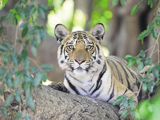 A tiger in Pench tiger reserve. (Photo by Kanha field director Sanjay Shukla) A tiger in Pench tiger reserve. (Photo by Kanha field director Sanjay Shukla)