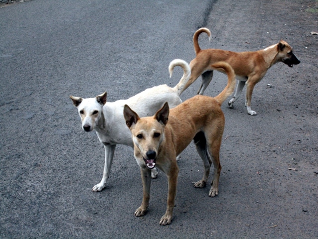 Welfare groups claim that about three cases of animal cruelty are reported every month in Indore.(HT photo)