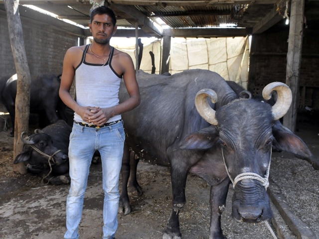 Farmer Ansar Patel with his buffaloes at Kushwada village in Dhar district on Thursday.(Arun Mondhe / HT photo)