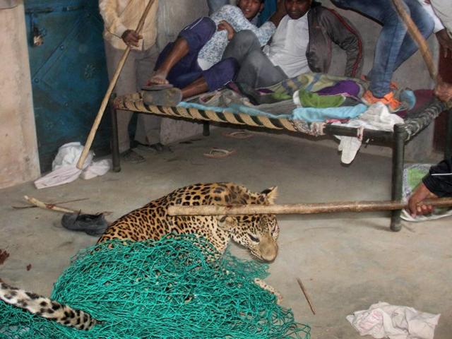 Villagers killed a leopard that had strayed into Mandawar village, near Gurugram.
