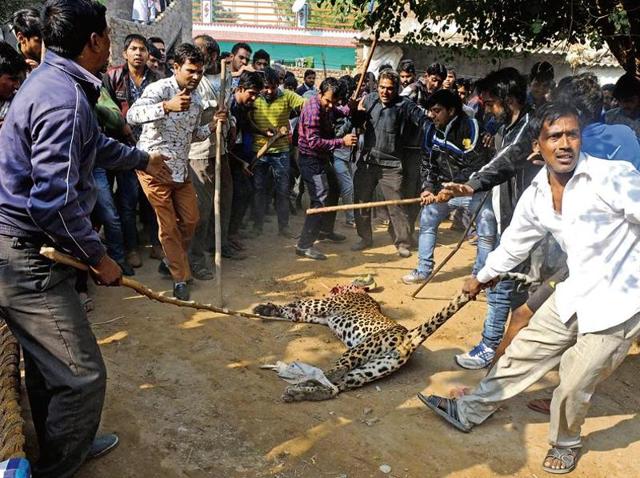 The leopard beaten to death by residents of Mandawar village of Sohna on Thursday was cremated at a reserve forest the same day around 5pm by the wildlife department. (Parveen Kumar/HT Photo) The leopard beaten to death by residents of Mandawar village of Sohna on Thursday was cremated at a reserve forest the same day around 5pm by the wildlife department. (Parveen Kumar/HT Photo)