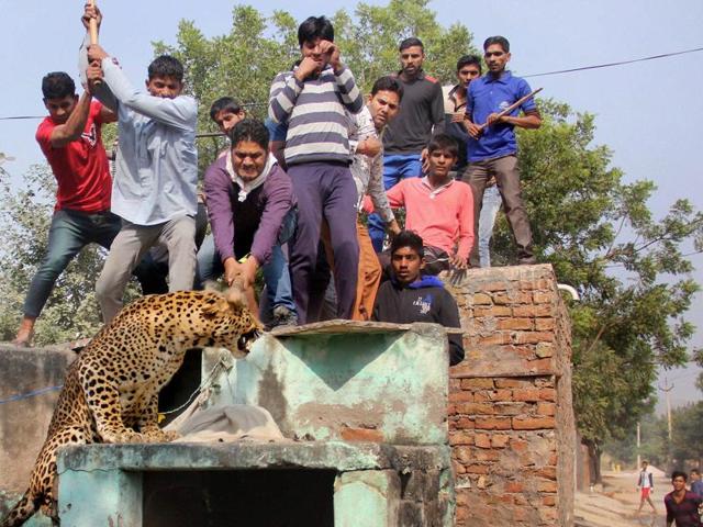 Panicked villagers attack a leopard that ran amok on the streets of Mandawar village near Gurugram, Haryana, on November 24, 2016. The big cat was eventually beaten to death. Animal-human conflicts have become increasingly common as human activity expands into vegetative lands, the natural habitat for many animals. (PTI) Panicked villagers attack a leopard that ran amok on the streets of Mandawar village near Gurugram, Haryana, on November 24, 2016. The big cat was eventually beaten to death. Animal-human conflicts have become increasingly common as human activity expands into vegetative lands, the natural habitat for many animals. (PTI)