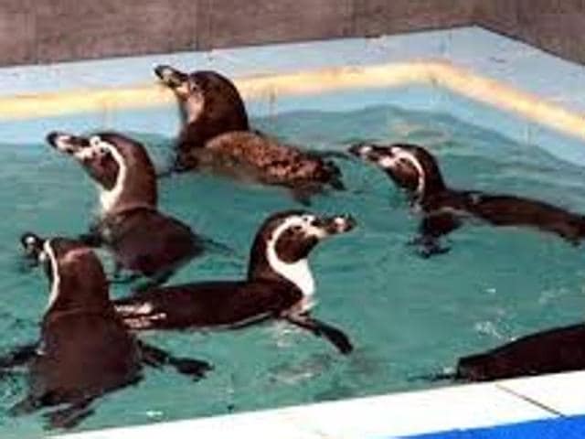 The Humboldt penguins at the Veermata Jijabai Bhosale Udyan and Zoo, Byculla.(HT FILE PHOTO) The Humboldt penguins at the Veermata Jijabai Bhosale Udyan and Zoo, Byculla.(HT FILE PHOTO)