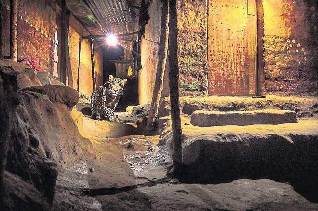 THE ALLEY CAT: A nocturnal photograph of a leopard in the backyard of a Warli tribal's house won the 2106 NHM BBC Award. (Nayan Khanolkar) THE ALLEY CAT: A nocturnal photograph of a leopard in the backyard of a Warli tribal's house won the 2106 NHM BBC Award. (Nayan Khanolkar)
