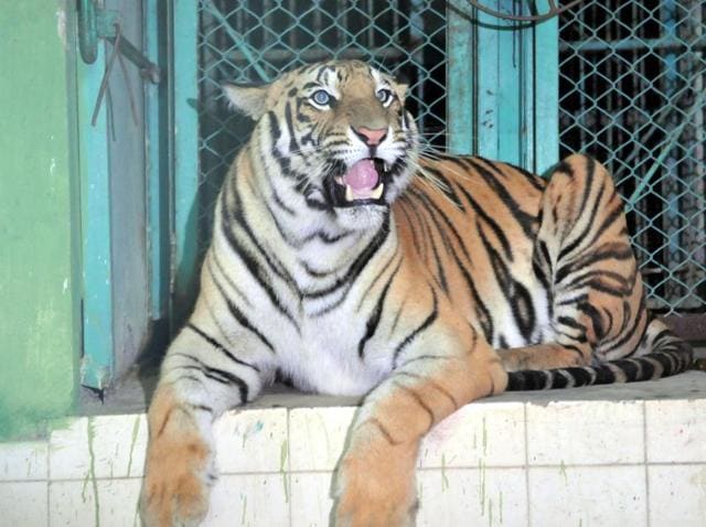 Tigress Jamna was caught after nearly 90 minutes of escaping from the enclosure and put back in its cage in the Indore zoo.(Shankar Mourya / HT Photo)